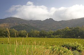 Stag's Leap Wine Cellars - FAY Estate Vineyard