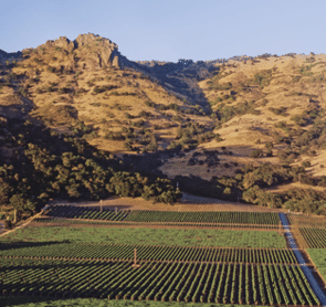 Stag's Leap Wine Cellars - FAY Vineyard