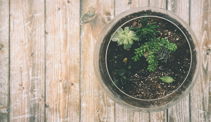 Terrarium