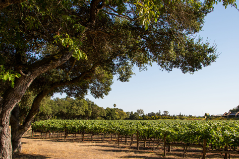 Fay Vineyard