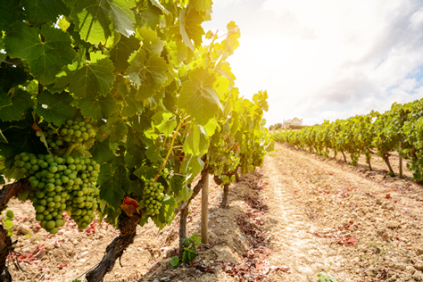 vineyard