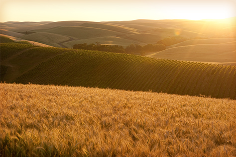 Spring Valley Vineyard