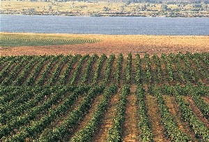 CRE_vineyard_on_river-small.jpg